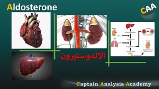 E8 AldosteroneConn syndrome Mineralocorticoid هرمون الالدوستيرون بالتفصيل وعلاقتها بضغط الدم [upl. by Vano]