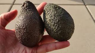 Walnuss statt Avocado Klima retten Veganer Nuss Nüsse sind gesund wertvoll Schlankmacher beste Fette [upl. by Balcer]