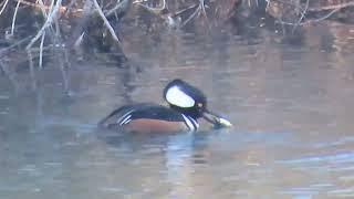 Hooded Merganser Playing With Its Food 31Jan2024 [upl. by Ronile]