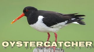 Eurasian oystercatcher sound oystercatcher call [upl. by Fleece265]