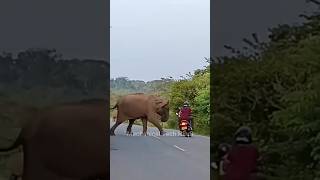 Bike  Scooter Safe Riding Tips  Beware Of Animals While Riding Motorcycle  Scooty On Road shorts [upl. by Atteiram]