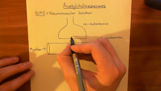 Acetylcholinesterases and Acetylcholinesterase Inhibitors Part 1 [upl. by Hannavas]