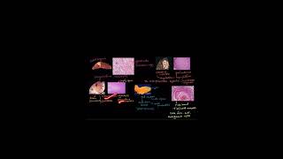 TYPES OF NECROSIS celldamage biology celldeath science cellinjury neet cellulardamage ncert [upl. by Cram]