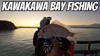 Wharf Fishing Experience Catching Snapper at Kawakawa Bay  Waitawa Regional Park [upl. by Ativla407]