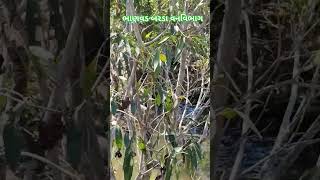 jangal bhanvadtravel beststhalgujaratnature music liontiger vlog firstvideo [upl. by Roselani273]