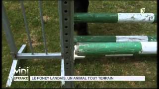 ANIMAUX  Le poney Landais un animal tout terrain [upl. by Nayllij]