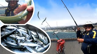 JACKSMELT FISHING AT PACIFICA PIER Salmon season  Part 21 [upl. by Oremor498]