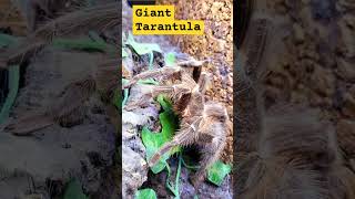 🕸😲💯😲🕸GIANT BRAZILIAN TARANTULA🕸😯💯😯🕸 giant tarantula nature wildlife [upl. by Netsew]