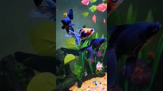 Black Moor Goldfish  Ikan Maskoki Hitam Bulldog fish aquarium goldfish maskoki [upl. by Yadrahs982]