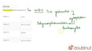 Granulocytes are produced in [upl. by Wilmer253]