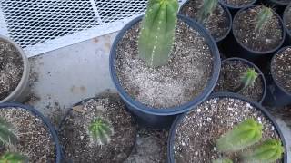 TRICHOCERUS MACROGONUS SPIRIT CACTI SAN PEDRO BRIDGESII CACTUS DMT PLANTS [upl. by Theda]