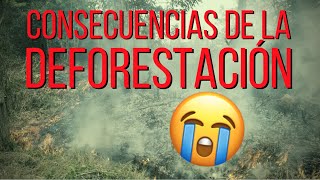 Las TERRIBLES CONSECUENCIAS de la DEFORESTACIÓN 😩 🍃 [upl. by Assylem]