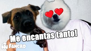 Es que me encantas tanto versión Perritos [upl. by Carlos]