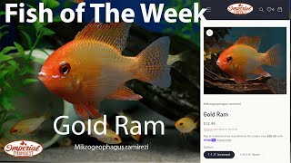 Gold Ram Mikrogeophagus ramirezi imperialtropicals [upl. by Tressa743]