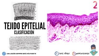 Histología Tejido Epitelial  Clasificación Tipos Características Ejemplos Prácticos  pt 2 [upl. by Far]