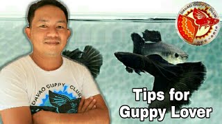 REVEALING THE SECRET ON GROOMING YOUR GUPPY FOR GUPPY SHOW [upl. by Hawk]