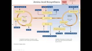 Lecture 18B Amino Acid Anabolism [upl. by Eniluap]