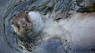 Il nuovo centro Acqua e Biodiversità a Rovenaud [upl. by Neliac]