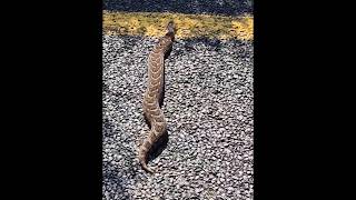 A Puff adderBitis arietans snake walking Across a Road  Highly venomous snake [upl. by Vinita233]