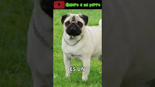 87 🔄El Misterio de las Colas Enroscadas en Perros Quieroamiperro ❤️ [upl. by Joanne4]