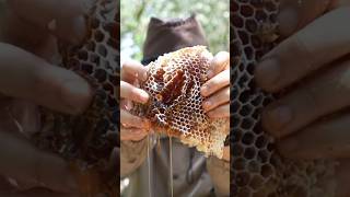 ASMR Eating Honeycomb 🐝 short shorts mukbang [upl. by Ecahc]