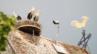 Bilder vom Storchennest Kirchzarten [upl. by Eniluj707]