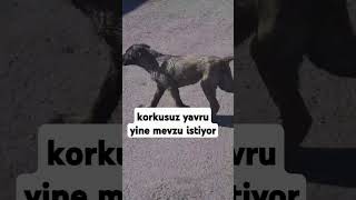 yavru kangal 25 aylık dişi 🐕 [upl. by Jaehne]