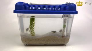 Triops King Einsteigerset II Urzeitkrebse Set [upl. by Akilegna]