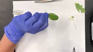 Preparing an Epidermal Peel  Stomata Lab [upl. by Womack]