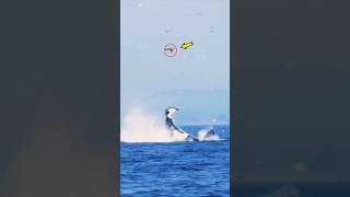 ORCA LANZA por los aires A UNA FOCA 🦭 [upl. by Doownil]