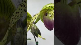 Paphiopedilum Zycleon Rothschildianum xPinocchio [upl. by Enirrok8]