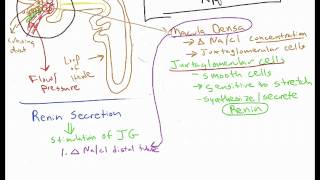 Renin Angiotensin Aldosterone System RAAS Physiology [upl. by Fermin]