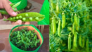 How To Grow Peas From Fresh Peas At Home Garden [upl. by Rutherfurd921]