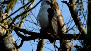 Gavião Pombo Pequeno  Whitenecked Hawk Amadonastur lacernulatus [upl. by Anatsirhc551]