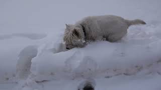 West Highland White Terrier Westie Bobby District duty officer [upl. by Cohen]