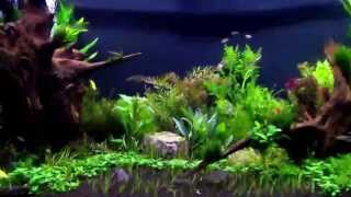 UPDATE 90 Gallon Freshwater Planted Aquarium 3142014 [upl. by Amity]