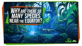 Why Are There So Many Species Near the Equator [upl. by Nivrac]