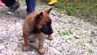 Chiots malinois à 6 semaines de Bahia amp Farouk  2013 [upl. by Yalahs923]