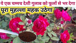 ROSE PLANT CARE GROWING TIPSSAVE ROSE PLANTDesi gulab ki care amp fertilizerदेशी गुलाब की देखभाल [upl. by Droffilc]