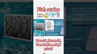 FISH SCALES PLACOID SCALE COSMOID GANOID CTENOID CYCLOID chordata biology bsc msc [upl. by Rocker]