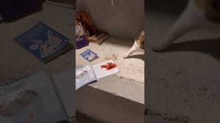 She doesn’t want to eat Smoked SALMON😳 cat viral youtubeshorts [upl. by Denis]