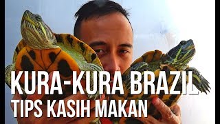 Tips Kasih Makan Kurakura Brazil pelihara kurakura [upl. by Nymsaj]