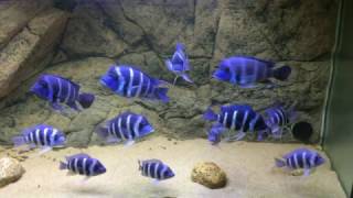 Cyphotilapia gibberosa quotblue Zairequot Moba WC group  PISCES [upl. by Fujio700]