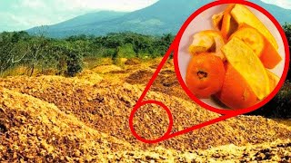 They Threw 12000 Tons Of Orange Peels In A Forest 16 Years Later They Returned to See The Results… [upl. by Napas264]