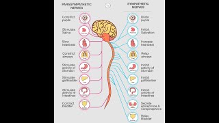 Physiology  Autonomic Nervous System  1st lecture  part 1  DrNagi  Arabic [upl. by Ydnis]