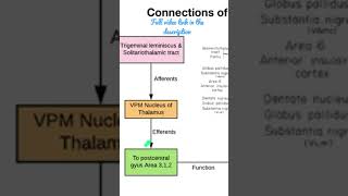 Connections of the Thalamic nuclei shorts Anatomy mbbs education [upl. by Bashee]