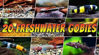 20 Different Freshwater Gobies For Your Aquarium  Rare amp Common Goby Types [upl. by Balbinder]