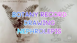 BOTANY RECORD DRAWING NEPHROLEPIS [upl. by Nithsa960]