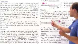 RNA Transcription [upl. by Ttezil378]