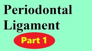 Periodontal ligament Part 1 the principal fibers [upl. by Lavella953]